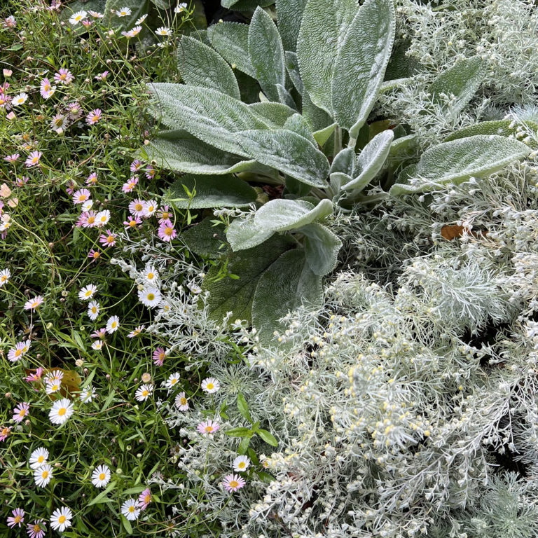 Tuinen van Thomas Stachys, Artemisia, Erigeron