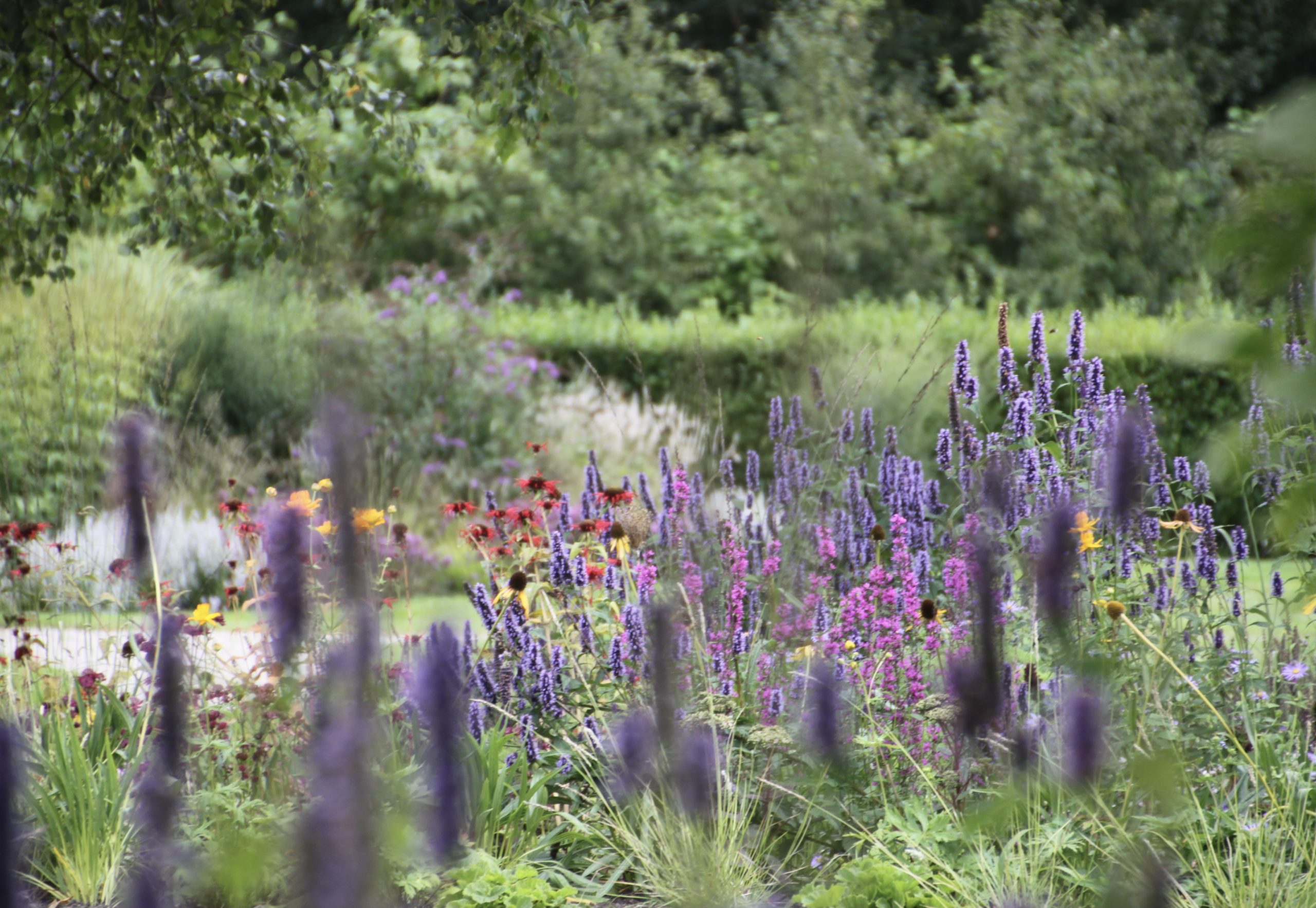 Caroline Thomas Tuinen van Thomas beplanting ontwerp naturalistische beplantingen